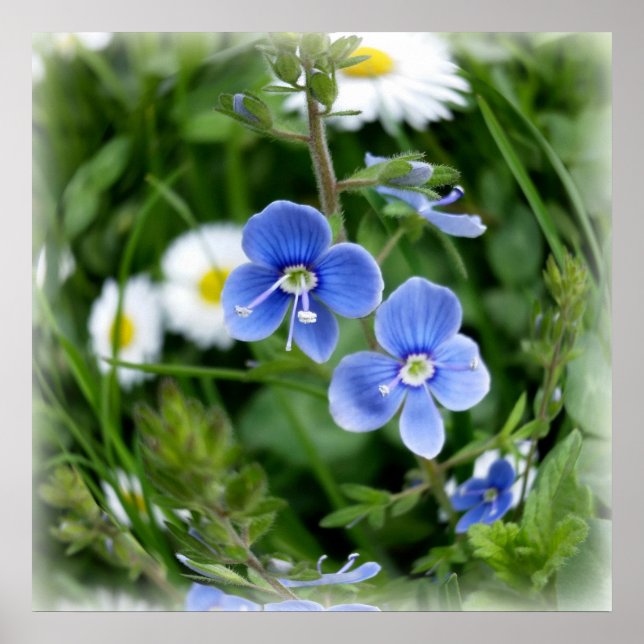 lilla blåa blommor poster (Framsidan)