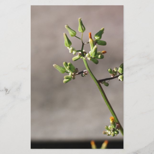 Lilla blomknoppar brevpapper (Framsida)