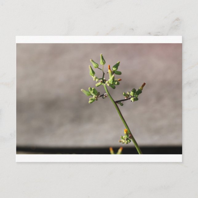 Lilla blomknoppar vykort (Framsida)