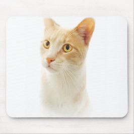 Lilla Blondie Katt Undrar Musmatta