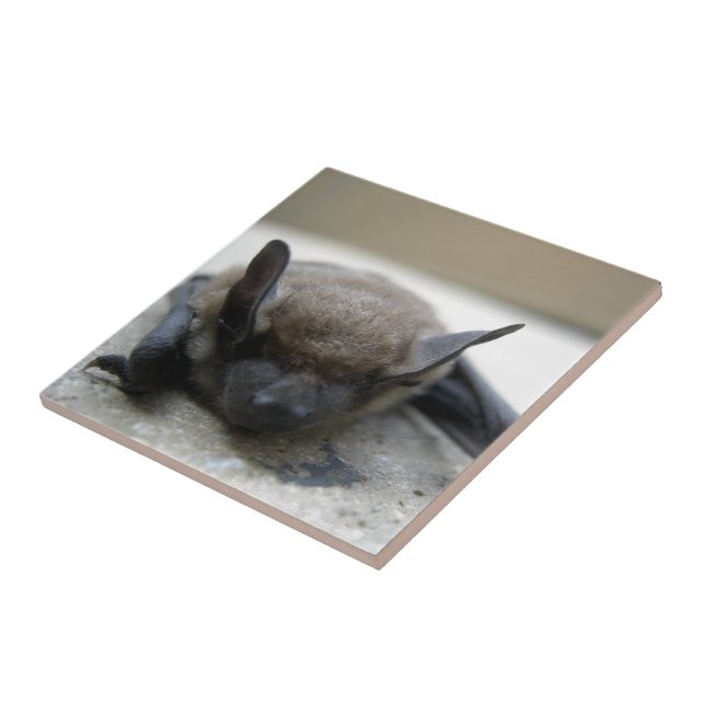 Lilla brun fladdermus (Myotis lucifugus) Kakelplatta (Sidan)