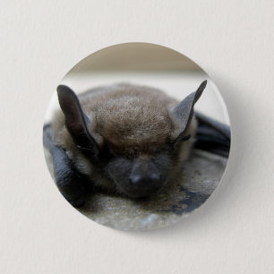 Lilla brun fladdermus (Myotis lucifugus) Knapp