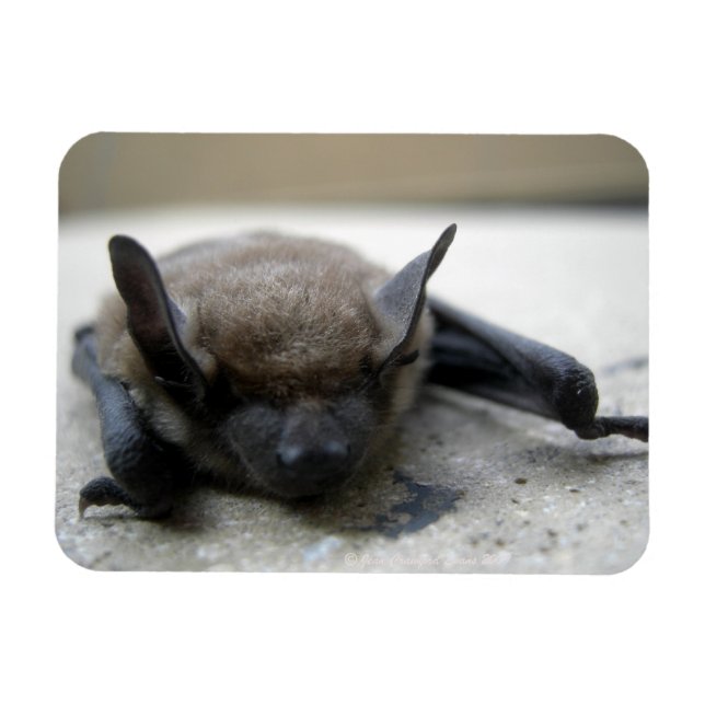 Lilla brun fladdermus (Myotis lucifugus) Magnet (Horisontell)