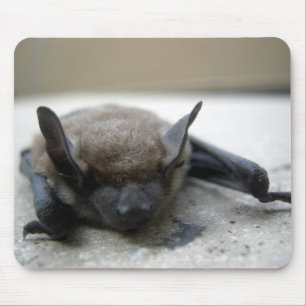 Lilla brun fladdermus (Myotis lucifugus) Musmatta