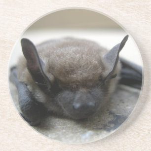 Lilla brun fladdermus (Myotis lucifugus) Underlägg