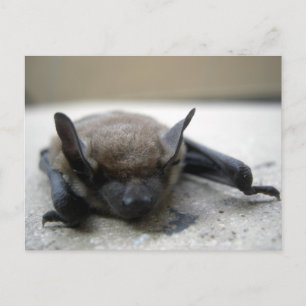 Lilla brun fladdermus (Myotis lucifugus) Vykort