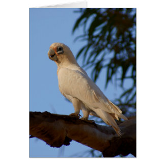 lilla Corella Hälsningskort