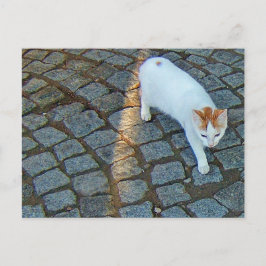 Lilla Dot Ephesus Katt Vykort