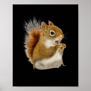 Lilla ekorre åt Nöt Poster