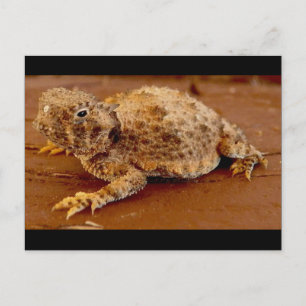 Lilla ekort... hornerad toad... vykort