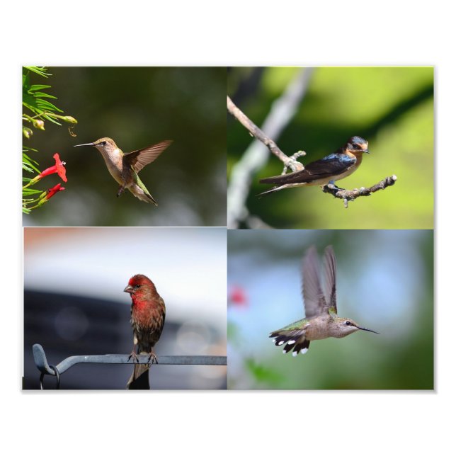 Lilla fåglar fototryck (Framsidan)