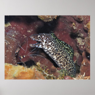Lilla fläckig Moray II Poster