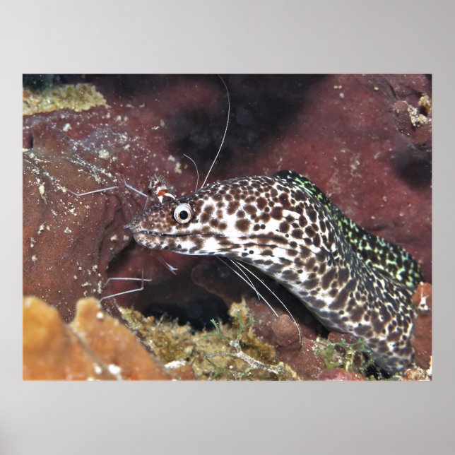Lilla fläckig Moray Poster (Framsidan)