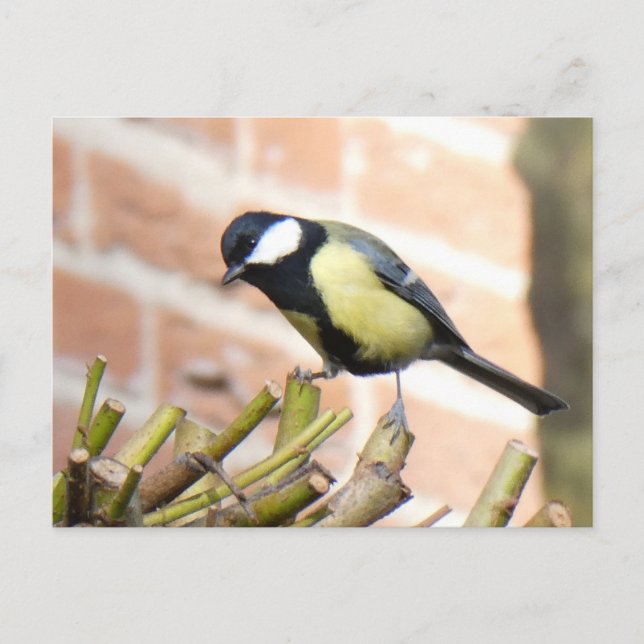 Lilla föda på Top Close Up DIY Postcard Vykort (Framsida)