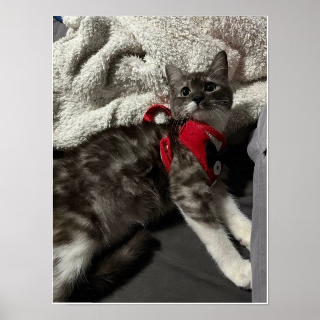 Lilla gentlemanens första gala poster (Framsidan)