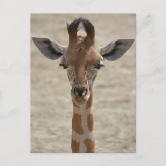 Lilla giraffe vykort