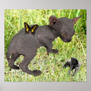 lilla grått-shynx-kattungen ser en elefant poster