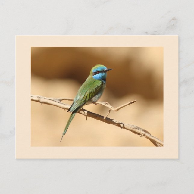 Lilla Grönt Bee-eater Vykort (Framsida)