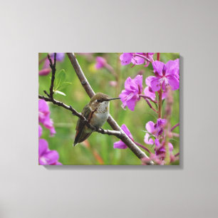 lilla Hummingbird Canvastryck