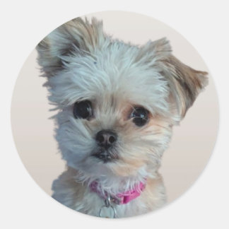 Lilla hund runt klistermärke