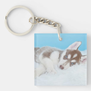 Lilla Husky Puppy på Blanket