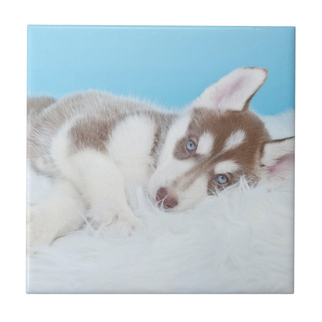 Lilla Husky Puppy på Blanket Kakelplatta (Framsidan)