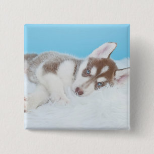 Lilla Husky Puppy på Blanket Knapp