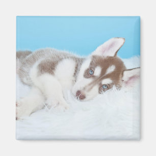 Lilla Husky Puppy på Blanket Magnet