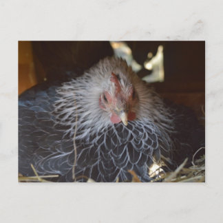 Lilla japansk bananhöna. vykort