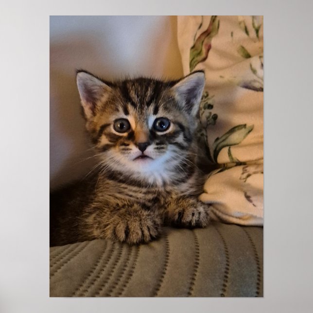 Lilla kattunge poster (Framsidan)