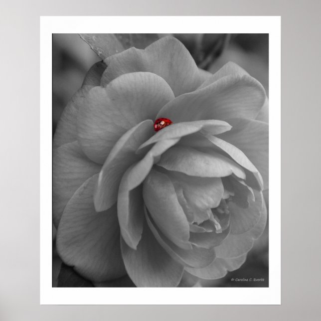 Lilla Kryp på en blomma Poster (Framsidan)