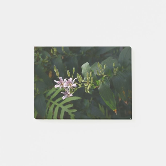 Lilla Lily i Spotlight. Post-it Block (Framsida)