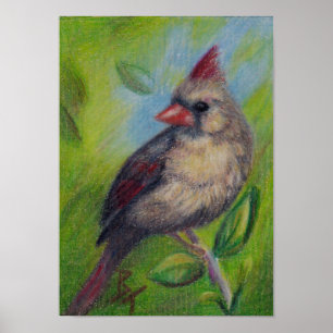 Lilla miss Cardinal aceo Poster Skriv ut