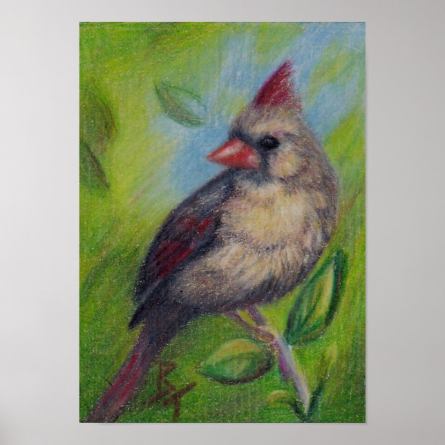 Lilla miss Cardinal aceo Poster Skriv ut (Framsidan)