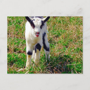 Lilla plats, Goat Kid Vykort