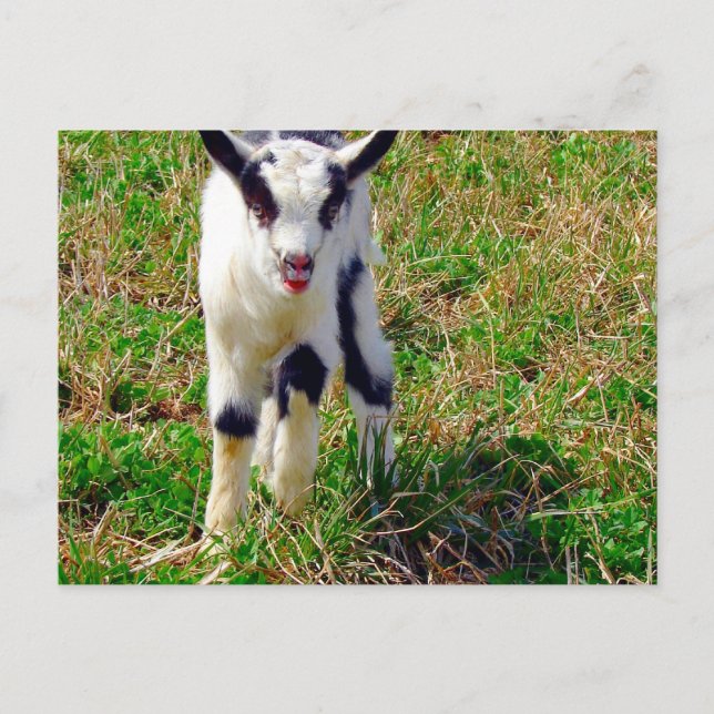 Lilla plats, Goat Kid Vykort (Framsida)