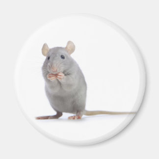 lilla råtta magnet