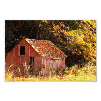 Lilla Red Shed. Fototryck