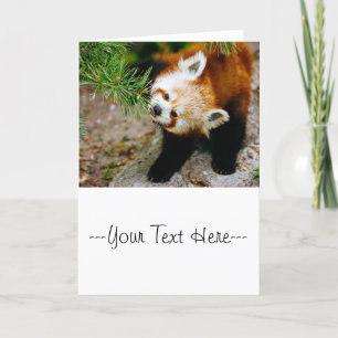 Lilla röd panda med fern - Fotografi på djur Kort