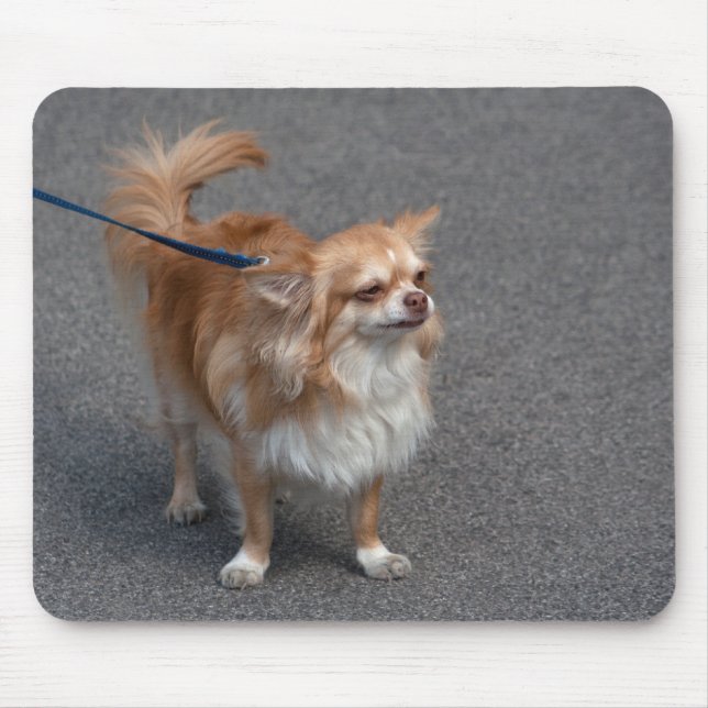 Lilla Rödhårig Musmatta (Framsidan)