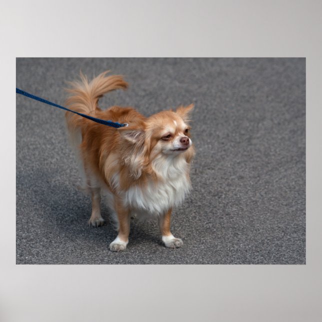 Lilla Rödhårig Poster (Framsidan)