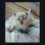 lille baby kattunge poster<br><div class="desc">vit och grått baby kitten</div>