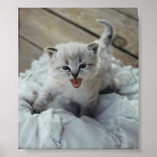 lille baby kattunge poster