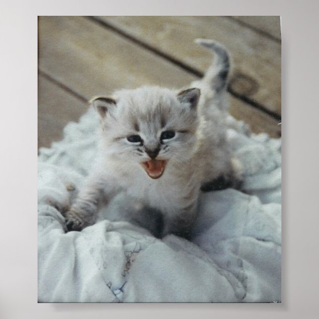 lille baby kattunge poster (Framsidan)
