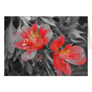 Lillies Black & White Hälsningskort