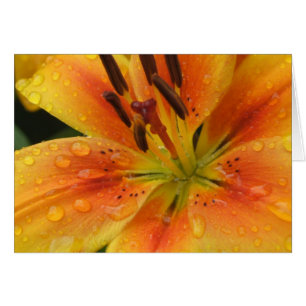 Lillies i Rain OBS Kort