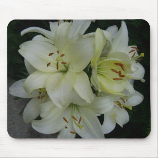 Lillies Musmatta