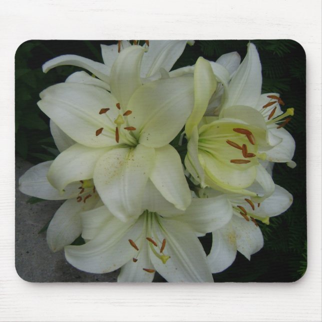 Lillies Musmatta (Framsidan)