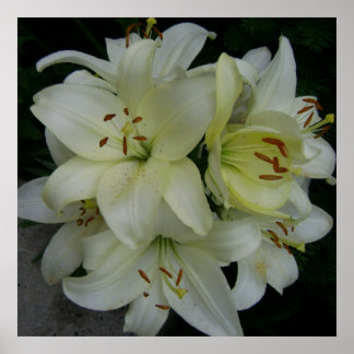 Lillies Poster