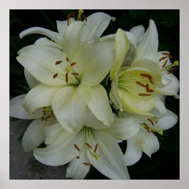 Lillies Poster (Framsidan)